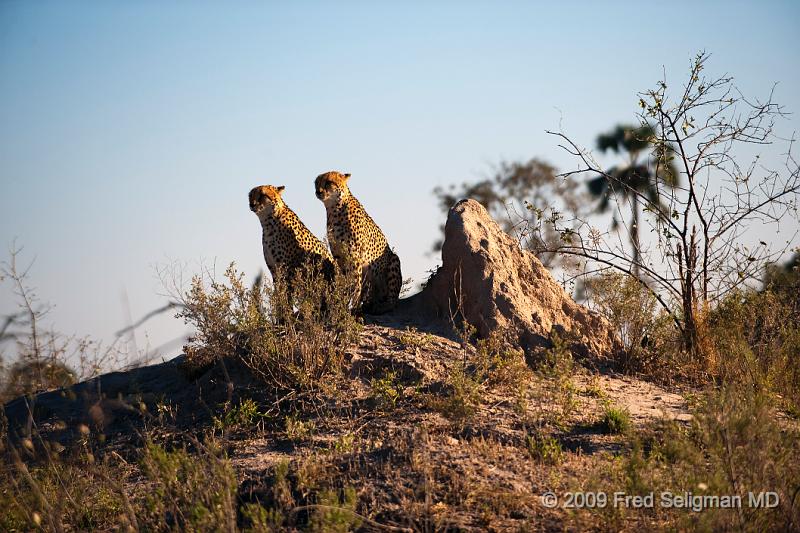 20090618_083855 D3 (1) X1.jpg - Cheetah at Selinda Spillway (Hunda Island) Botswana